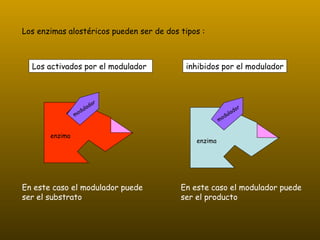 Los enzimas alostéricos pueden ser de dos tipos : Los activados por el modulador En este caso el modulador puede ser el substrato inhibidos por el modulador En este caso el modulador puede ser el producto enzima enzima modulador enzima enzima modulador 