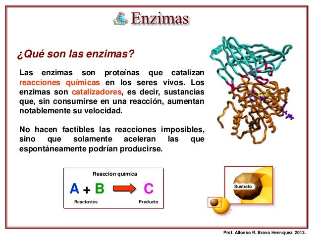 Enzimas