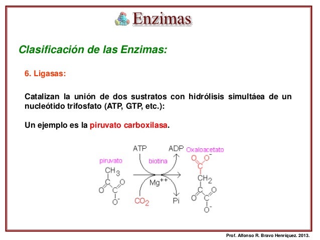 Enzimas