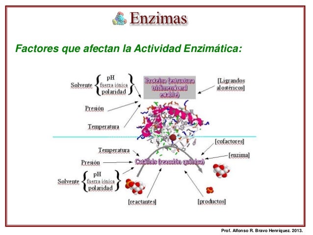 Factores Que Influyen En La Actividad Enzimatica es.slideshare.net
