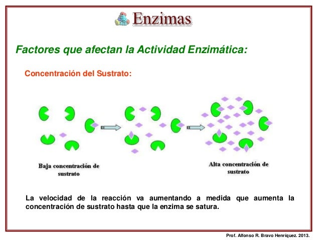 Enzimas