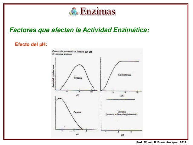 Factores Que Influyen En La Actividad Enzimatica es.slideshare.net