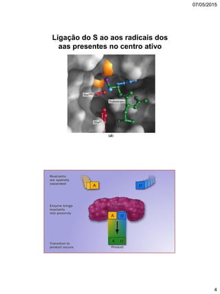 07/05/2015
4
Ligação do S ao aos radicais dos
aas presentes no centro ativo
 
