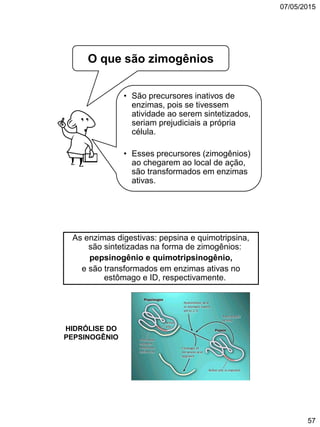 07/05/2015
57
• São precursores inativos de
enzimas, pois se tivessem
atividade ao serem sintetizados,
seriam prejudiciais a própria
célula.
• Esses precursores (zimogênios)
ao chegarem ao local de ação,
são transformados em enzimas
ativas.
O que são zimogênios
HIDRÓLISE DO
PEPSINOGÊNIO
As enzimas digestivas: pepsina e quimotripsina,
são sintetizadas na forma de zimogênios:
pepsinogênio e quimotripsinogênio,
e são transformados em enzimas ativas no
estômago e ID, respectivamente.
 