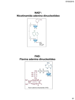 07/05/2015
61
NAD+:
Nicotinamida adenina dinucleotídeo
FAD:
Flavina adenina dinucleotídeo
 