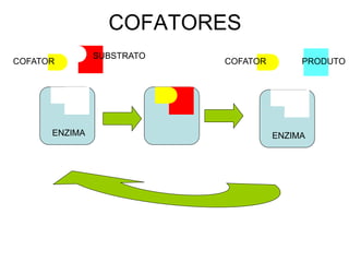 COFATORES
               SUBSTRATO
COFATOR                    COFATOR        PRODUTO




      ENZIMA                         ENZIMA
 