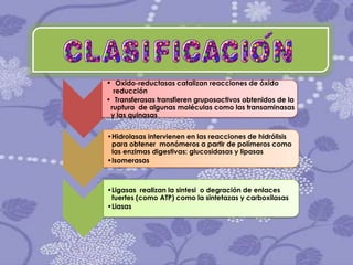 • Oxido-reductasas catalizan reacciones de óxido
  reducción
• Transferasas transfieren gruposactivos obtenidos de la
 ruptura de algunas moléculas como las transaminasas
 y las quinasas


•Hidrolasas intervienen en las reacciones de hidrólisis
 para obtener monómeros a partir de polímeros como
 las enzimas digestivas: glucosidasas y lipasas
•Isomerasas



•Ligasas realizan la sintesi o degración de enlaces
 fuertes (como ATP) como la sintetazas y carboxilasas
•Liasas
 