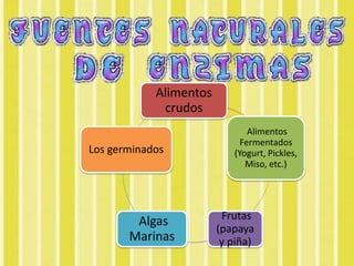 Alimentos
             crudos
                               Alimentos
                             Fermentados
Los germinados             (Yogurt, Pickles,
                              Miso, etc.)




                         Frutas
        Algas
                        (papaya
       Marinas           y piña)
 