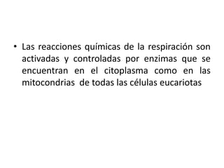 • Las reacciones químicas de la respiración son
  activadas y controladas por enzimas que se
  encuentran en el citoplasma como en las
  mitocondrias de todas las células eucariotas
 