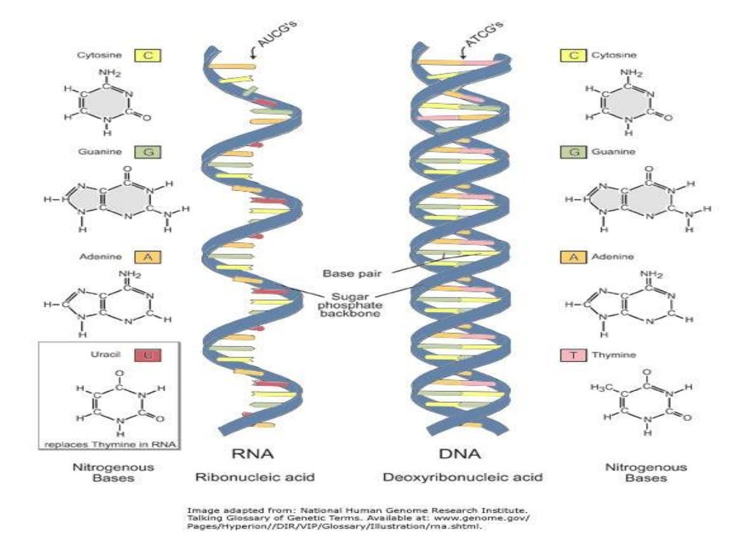 Enzimas, ADN, ARN
