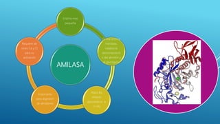 AMILASA
Enzima mas
pequeña
Es una enzima
hidrolasa,
cataliza la
descomposició
n del almidón y
el glucógeno
Ataca los
enlaces
glucosidicos α
(1→6)
Importante
para digestión
de almidones
Requiere de
iones Ca y Cl
para su
activación
 