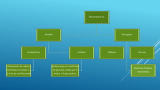 Descompone el :
Almidón
Amilopectina
Polisacárido de cadena
ramificada con enlace a ,
1-6 en las ramificaciones
Amilosa
Cadena larga no ramificada
de glucosas unidas por el
enlace 1-4 glucosidicos
Glucógeno
Dextrinas (Cadenas
intermedias)
Maltosa Glucosa
 
