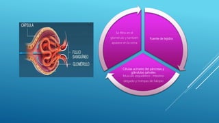 Fuente de tejidos
Células acinares del páncreas y
glándulas salivales
Musculo esquelético , intestino
delgado y trompas de Falopio
Se filtra en el
glomérulo y también
aparece en la orina
 