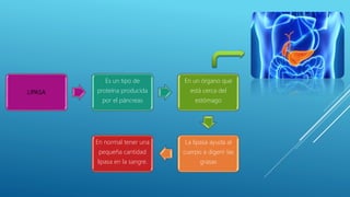 LIPASA
Es un tipo de
proteína producida
por el páncreas
En un órgano que
está cerca del
estómago
La lipasa ayuda al
cuerpo a digerir las
grasas
En normal tener una
pequeña cantidad
lipasa en la sangre.
 