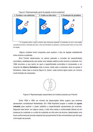 8
Figura 3: Representação geral da ligação enzima-substrato*
1. Enzima e seu substrato 2. União ao sítio ativo 3. Formação de produtos
* O composto sobre o qual a enzima atua chama-se substrato. O substrato se une a uma região
concreta da enzima, chamada sítio ativo. Uma vez formados os produtos, a enzima pode iniciar um novo ciclo
de reação.
Alguns modelos foram propostos para explicar o tipo de ligação estabelecida
entre enzima e substrato.
Emil Fischer desenvolveu no século passado o conceito de especificidade
enzimática, estabelecendo que existe uma relação estérica entre enzima e substrato. Em
1894 enunciou a sua teoria na qual a especificidade enzimática é comparada a um
conjunto de chave e fechadura onde a chave, neste caso o substrato, deve se ajustar à
fechadura, neste caso a enzima (figura 4). Assim, cada enzima agiria sobre um número
muito limitado de compostos.
Figura 4: Representação esquemática do modelo proposto por Fischer.
Entre 1950 e 1960 um número de observações feitas sugeriu que enzimas
apresentam considerável flexibilidade. Em 1958 Koshland propôs o modelo do ajuste
induzido para explicar o poder catalítico e especificidade apresentada por enzimas.
Segundo esta teoria, em alguns casos, o sítio ativo adota a conformação idônea só em
presença do substrato e a união do substrato ao sítio ativo da enzima, desencadeia uma
troca conformacional (arranjo espacial dos grupamentos R dos aminoácidos) que dá lugar
a formação de produto.
 