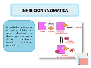 INHIBICION ENZIMATICA

La actividad enzimática
se puede inhibir, es
decir,
disminuir
o
eliminar por la acción de
ciertas
sustancias
llamados
inhibidores
enzimáticos.

 