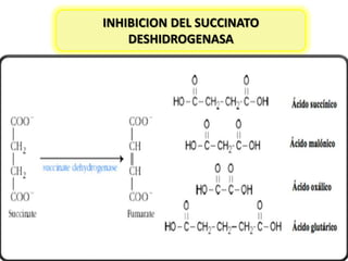INHIBICION DEL SUCCINATO
DESHIDROGENASA

 