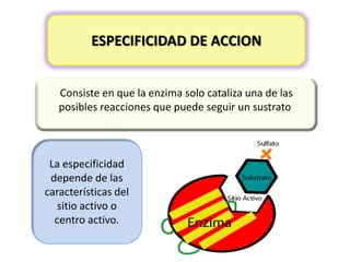 ESPECIFICIDAD DE ACCION
Consiste en que la enzima solo cataliza una de las
posibles reacciones que puede seguir un sustrato.

La especificidad
depende de las
características del
sitio activo o
centro activo.

 
