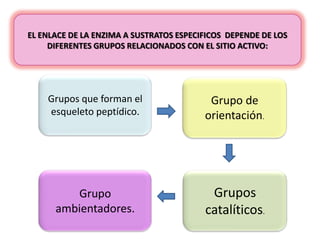 EL ENLACE DE LA ENZIMA A SUSTRATOS ESPECIFICOS DEPENDE DE LOS
DIFERENTES GRUPOS RELACIONADOS CON EL SITIO ACTIVO:

Grupos que forman el
esqueleto peptídico.

Grupo de
orientación.

Grupo
ambientadores.

Grupos
catalíticos.

 