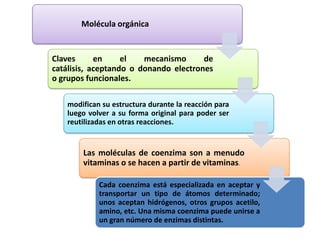 Molécula orgánica

Claves
en
el
mecanismo
de
catálisis, aceptando o donando electrones
o grupos funcionales.
modifican su estructura durante la reacción para
luego volver a su forma original para poder ser
reutilizadas en otras reacciones.

Las moléculas de coenzima son a menudo
vitaminas o se hacen a partir de vitaminas.
Cada coenzima está especializada en aceptar y
transportar un tipo de átomos determinado;
unos aceptan hidrógenos, otros grupos acetilo,
amino, etc. Una misma coenzima puede unirse a
un gran número de enzimas distintas.

 