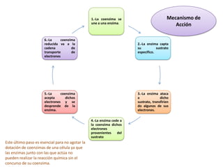 1.-La coenzima se
une a una enzima.

Mecanismo de
Acción

6.-La
coenzima
reducida va a la
cadena
de
transporte
de
electrones

2.-La enzima capta
su
sustrato
específico.

5.-La
coenzima
acepta
dichos
electrones y se
desprende de la
enzima.

3.-La enzima ataca
a
dicho
sustrato, transfirien
do algunos de sus
electrones.
4.-La enzima cede a
la coenzima dichos
electrones
provenientes
del
sustrato

Este último paso es esencial para no agotar la
dotación de coenzimas de una célula ya que
las enzimas junto con las que actúa no
pueden realizar la reacción química sin el
concurso de su coenzima.

 