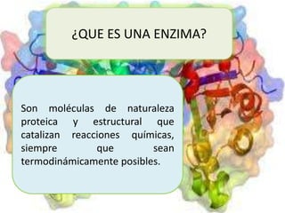 ¿QUE ES UNA ENZIMA?

Son moléculas de naturaleza
proteica y estructural que
catalizan reacciones químicas,
siempre
que
sean
termodinámicamente posibles.

 