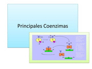 Principales Coenzimas
Principales Coenzimas

 