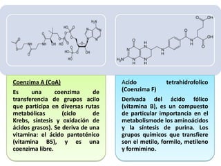 Coenzima A (CoA)
Es
una
coenzima
de
transferencia de grupos acilo
que participa en diversas rutas
metabólicas
(ciclo
de
Krebs, síntesis y oxidación de
ácidos grasos). Se deriva de una
vitamina: el ácido pantoténico
(vitamina B5), y es una
coenzima libre.

Acido
(Coenzima F)

tetrahidrofolico

Derivada del ácido fólico
(vitamina B), es un compuesto
de particular importancia en el
metabolismode los aminoácidos
y la síntesis de purina. Los
grupos químicos que transfiere
son el metilo, formilo, metileno
y formimino.

 