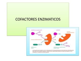 COFACTORES ENZIMATICOS

 
