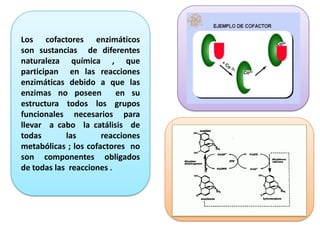 Los cofactores enzimáticos
son sustancias de diferentes
naturaleza química , que
participan en las reacciones
enzimáticas debido a que las
enzimas no poseen
en su
estructura todos los grupos
funcionales necesarios para
llevar a cabo la catálisis de
todas
las
reacciones
metabólicas ; los cofactores no
son componentes obligados
de todas las reacciones .

 