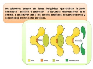 Los cofactores pueden ser iones inorgánicos que facilitan la unión
enzimática - sustrato o estabilizan la estructura tridimensional de la
enzima , o constituyen por si los centros catalíticos que gana eficiencia y
especificidad al unirse a las proteínas.

 