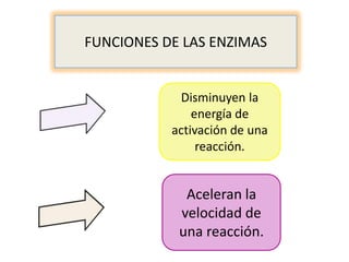 FUNCIONES DE LAS ENZIMAS

Disminuyen la
energía de
activación de una
reacción.

Aceleran la
velocidad de
una reacción.

 