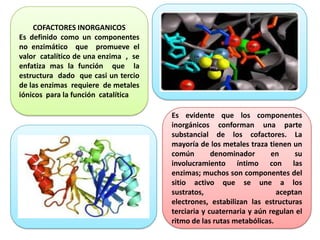COFACTORES INORGANICOS
Es definido como un componentes
no enzimático que promueve el
valor catalítico de una enzima , se
enfatiza mas la función que la
estructura dado que casi un tercio
de las enzimas requiere de metales
iónicos para la función catalítica
Es evidente que los componentes
inorgánicos conforman una parte
substancial de los cofactores. La
mayoría de los metales traza tienen un
común
denominador
en
su
involucramiento íntimo con las
enzimas; muchos son componentes del
sitio activo que se une a los
sustratos,
aceptan
electrones, estabilizan las estructuras
terciaria y cuaternaria y aún regulan el
ritmo de las rutas metabólicas.

 