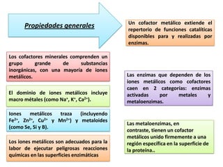 Propiedades generales

Los cofactores minerales comprenden un
grupo
grande
de
substancias
inorgánicas, con una mayoría de iones
metálicos.
El dominio de iones metálicos incluye
macro métales (como Na+, K+, Ca2+).
Iones
metálicos
traza
(incluyendo
Fe2+, Zn2+, Cu2+ y Mn2+) y metaloides
(como Se, Si y B).
Los iones metálicos son adecuados para la
labor de ejecutar peligrosas reacciones
químicas en las superficies enzimáticas

Un cofactor metálico extiende el
repertorio de funciones catalíticas
disponibles para y realizadas por
enzimas.

Las enzimas que dependen de los
iones metálicos como cofactores
caen en 2 categorías: enzimas
activadas
por
metales
y
metaloenzimas.

Las metaloenzimas, en
contraste, tienen un cofactor
metálicos unido firmemente a una
región específica en la superficie de
la proteína..

 