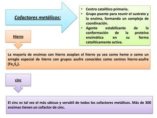 Cofactores metálicos:

Hierro

• Centro catalítico primario.
• Grupo puente para reunir el sustrato y
la enzima, formando un complejo de
coordinación.
• Agente
estabilizante
de
la
conformación
de
la
proteína
enzimática
en
su
forma
catalíticamente activa.

La mayoría de enzimas con hierro acoplan el hierro ya sea como heme o como un
arreglo especial de hierro con grupos azufre conocidos como centros hierro-azufre
(FenSn).

cinc

El cinc es tal vez el más ubicuo y versátil de todos los cofactores metálicos. Más de 300
enzimas tienen un cofactor de cinc.

 