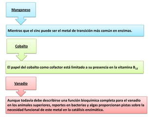 Manganeso

Mientras que el cinc puede ser el metal de transición más común en enzimas.

Cobalto

El papel del cobalto como cofactor está limitado a su presencia en la vitamina B12

Vanadio

Aunque todavía debe describirse una función bioquímica completa para el vanadio
en los animales superiores, reportes en bacterias y algas proporcionan pistas sobre la
necesidad funcional de este metal en la catálisis enzimática.

 
