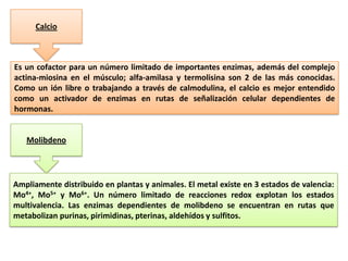 Calcio

Es un cofactor para un número limitado de importantes enzimas, además del complejo
actina-miosina en el músculo; alfa-amilasa y termolisina son 2 de las más conocidas.
Como un ión libre o trabajando a través de calmodulina, el calcio es mejor entendido
como un activador de enzimas en rutas de señalización celular dependientes de
hormonas.

Molibdeno

Ampliamente distribuido en plantas y animales. El metal existe en 3 estados de valencia:
Mo4+, Mo5+ y Mo6+. Un número limitado de reacciones redox explotan los estados
multivalencia. Las enzimas dependientes de molibdeno se encuentran en rutas que
metabolizan purinas, pirimidinas, pterinas, aldehídos y sulfitos.

 