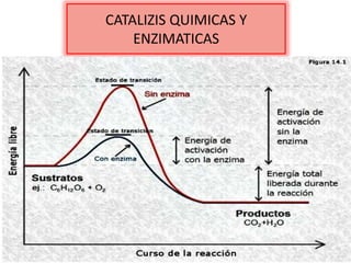 CATALIZIS QUIMICAS Y
ENZIMATICAS

 
