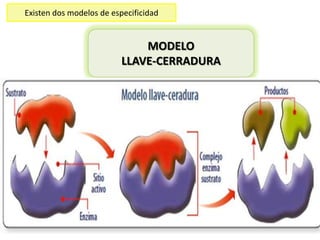 Existen dos modelos de especificidad

MODELO
LLAVE-CERRADURA

 