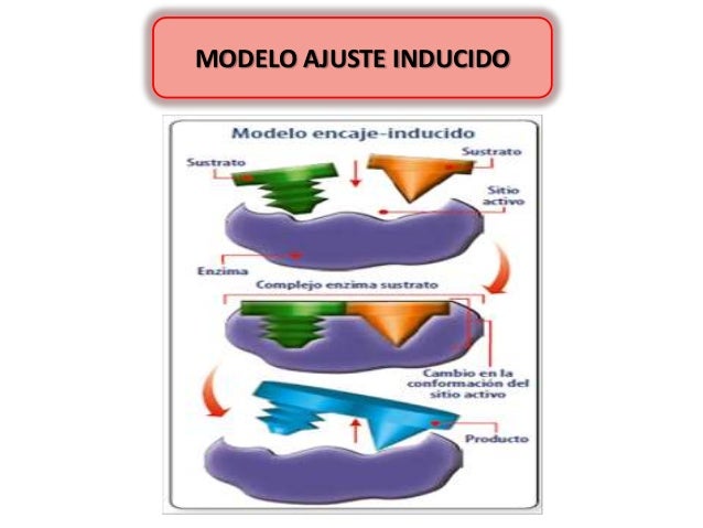 Enzimas