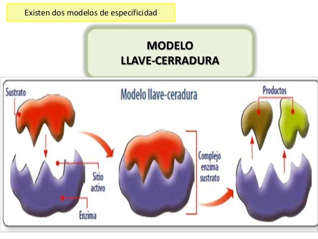 Enzimas