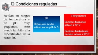  Condiciones reguladas
Actúan en rangos
de temperatura y
de
pH
muy
pequeños,
esto
ayuda también a la
especificidad de la
reacción.

 
