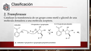 Clasificación
2. Transferasas
Catalizan la transferencia de un grupo como metil o glicosil de una
molécula donadora a una molécula aceptora.

 