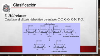 Clasificación
3. Hidrolasas
Catalizan el clivaje hidrolítico de enlaces C-C, C-O, C-N, P-O.

 