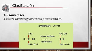 Clasificación
6. Isomerasas
Cataliza cambios geométricos y estructurales.

 