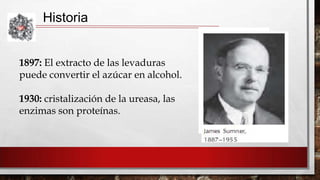 Historia
1897: El extracto de las levaduras
puede convertir el azúcar en alcohol.
1930: cristalización de la ureasa, las
enzimas son proteínas.

 
