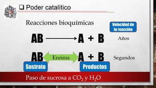  Poder catalítico
Reacciones bioquímicas

AB
AB
Sustrato

A+B
Enzima
Catalizador

A+B
Productos

Paso de sucrosa a CO2 y H2O

Velocidad de
la reacción

Años

Segundos

 