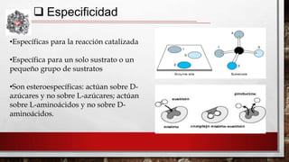  Especificidad
•Específicas para la reacción catalizada
•Específica para un solo sustrato o un
pequeño grupo de sustratos
•Son esteroespecíficas: actúan sobre Dazúcares y no sobre L-azúcares; actúan
sobre L-aminoácidos y no sobre Daminoácidos.

 