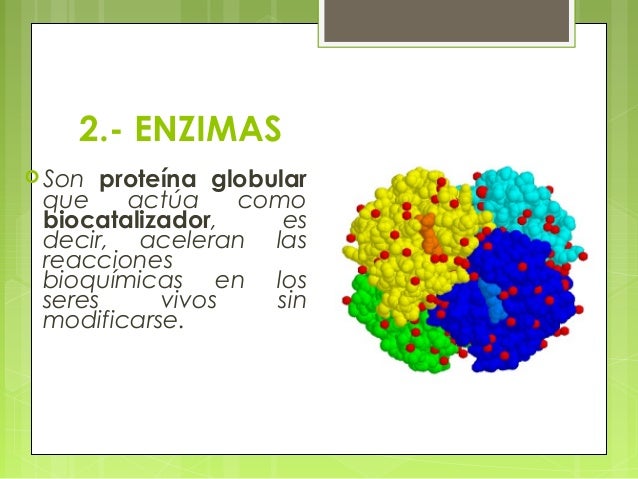Las Enzimas Caracteristicas Bioquimica Ambiental
