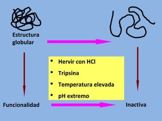 Estructura
globular
 Hervir con HCl
 Tripsina
 Temperatura elevada
 pH extremo
Funcionalidad Inactiva
 